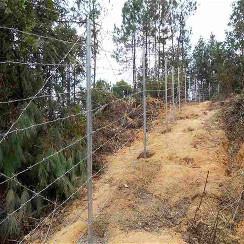 上海鐵蒺藜隔離網圖片4