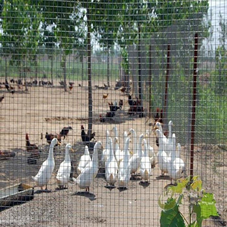 菜園果園圍養殖圍欄防牲畜護欄網圖片3